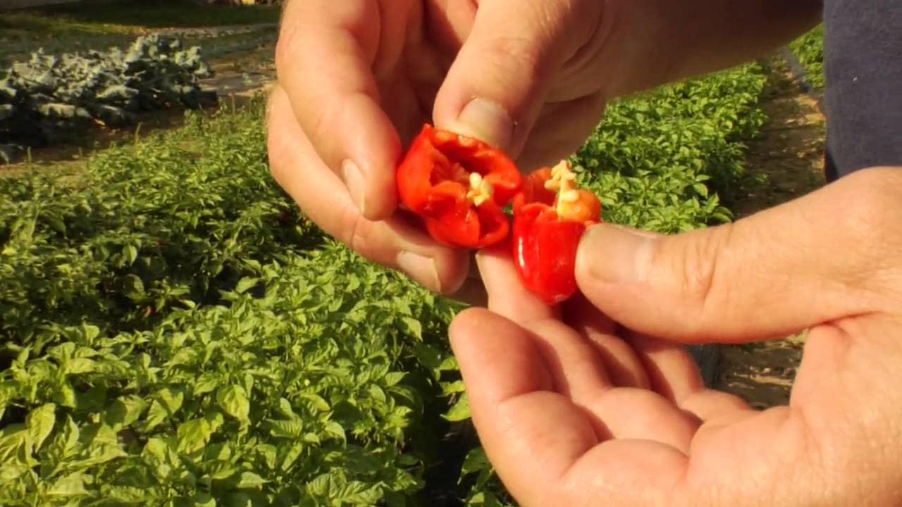 Mild to Wild Pepper and Herb Company Indiana Food Artisan, documentary video by Ben Schreiner of PumaPro Creative Media Studio